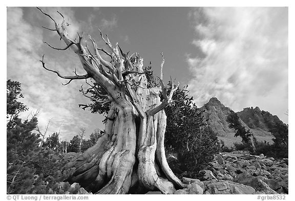 Bristlecone Pine tree, Wheeler Peak Basin, afternoon. Great Basin National Park, Nevada, USA.