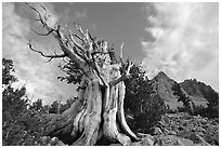 Bristlecone Pine tree, Wheeler Peak Basin, afternoon. Great Basin National Park, Nevada, USA. (black and white)