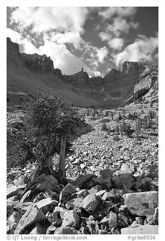 Bristlecone pine and rocks cirque, Wheeler Peak, morning. Great Basin National Park (black and white)