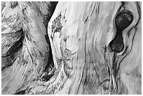 Detail of Bristlecone pine trunk. Great Basin National Park, Nevada, USA. (black and white)