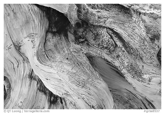 Detail of Bristlecone pine roots. Great Basin National Park (black and white)