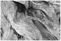Detail of Bristlecone pine roots. Great Basin National Park, Nevada, USA. (black and white)