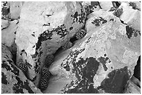 Lichen covered rocks and pine cones. Great Basin National Park ( black and white)