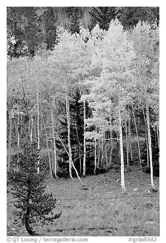 Aspen trees in fall color. Great Basin National Park, Nevada, USA.