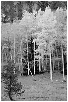 Aspen trees in fall color. Great Basin National Park, Nevada, USA. (black and white)