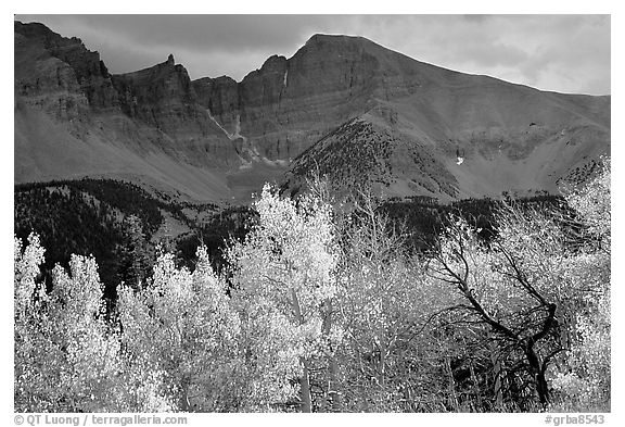 Aspens in fall foliage and Wheeler Peak. Great Basin National Park, Nevada, USA.