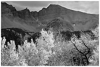 Aspens in fall foliage and Wheeler Peak. Great Basin National Park, Nevada, USA. (black and white)