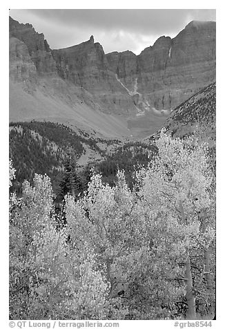 Aspens in fall color and Wheeler Peak. Great Basin National Park, Nevada, USA.