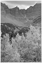 Aspens in fall color and Wheeler Peak. Great Basin National Park, Nevada, USA. (black and white)