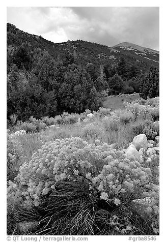 Sage in bloom and Snake Range. Great Basin National Park, Nevada, USA.
