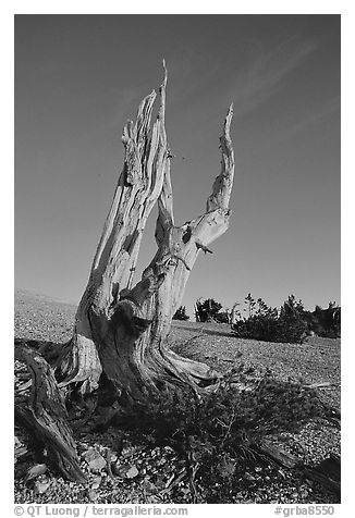 Bristlecone Pine squeleton, Mt Washington, sunrise. Great Basin National Park, Nevada, USA.