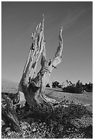 Bristlecone Pine squeleton, Mt Washington, sunrise. Great Basin National Park ( black and white)