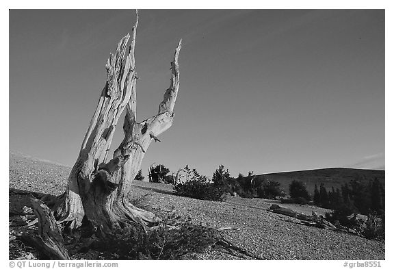 Barren slopes and dead bristlecone pine tree, Mt Washington, sunrise. Great Basin National Park (black and white)