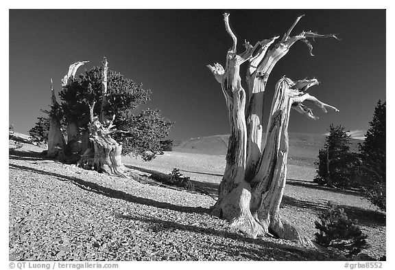 Bristlecone Pine trees, Mt Washington, early morning. Great Basin National Park, Nevada, USA.