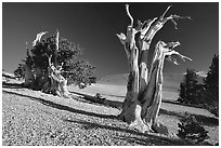 Bristlecone Pine trees, Mt Washington, early morning. Great Basin National Park, Nevada, USA. (black and white)