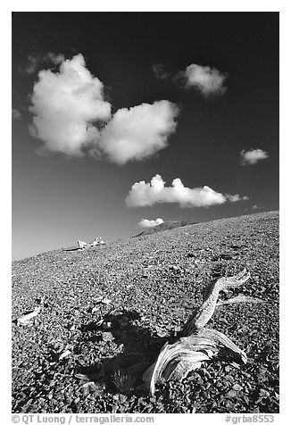 Tree squeleton and clouds on barren hill, morning. Great Basin National Park (black and white)