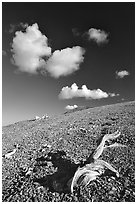 Tree squeleton and clouds on barren hill, morning. Great Basin National Park, Nevada, USA. (black and white)