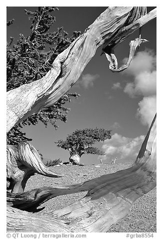 Small bristlecone tree seen through branches, morning. Great Basin National Park (black and white)
