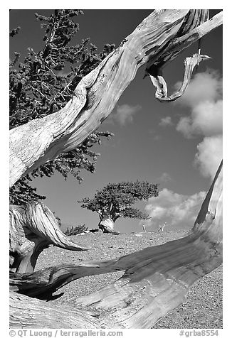 Small bristlecone tree seen through branches, morning. Great Basin National Park, Nevada, USA.