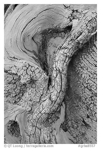 Bristlecone pine tree detail. Great Basin National Park, Nevada, USA.