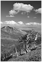 Bristlecone pine trees and Highland ridge, afternoon. Great Basin National Park, Nevada, USA. (black and white)