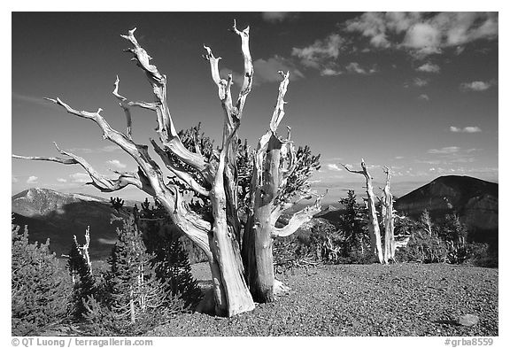 Tall Bristlecone pine trees, afternoon. Great Basin National Park, Nevada, USA.