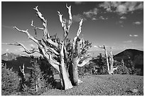 Tall Bristlecone pine trees, afternoon. Great Basin National Park, Nevada, USA. (black and white)