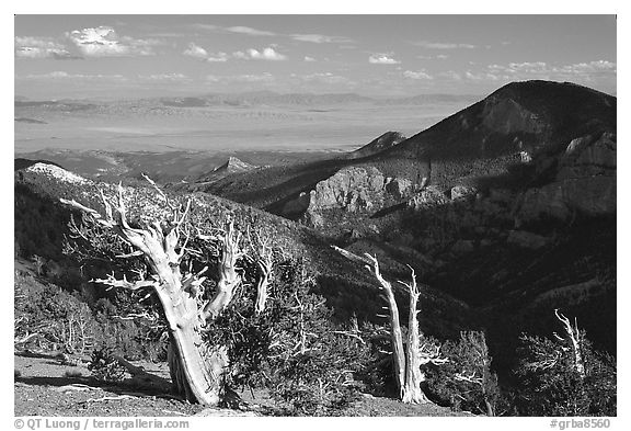 Bristlecone pine trees and Pole Canyon, afternoon. Great Basin National Park (black and white)