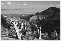 Bristlecone pine trees and Pole Canyon, afternoon. Great Basin National Park, Nevada, USA. (black and white)