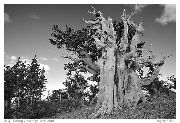 Old Bristlecone pine tree. Great Basin National Park (black and white)