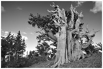 Old Bristlecone pine tree. Great Basin National Park, Nevada, USA. (black and white)