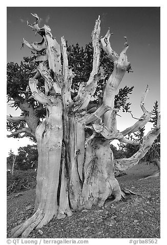 Ancient Bristlecone pine tree. Great Basin National Park, Nevada, USA.