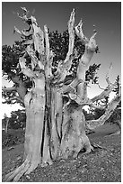 Ancient Bristlecone pine tree. Great Basin National Park, Nevada, USA. (black and white)