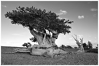 Twisted small Bristlecone pine tree. Great Basin National Park, Nevada, USA. (black and white)