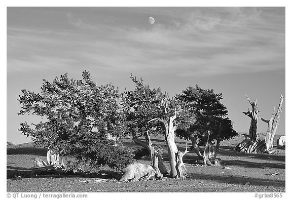 Bristlecone Pine trees and moon, late afternoon. Great Basin National Park (black and white)