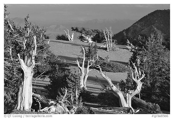 Grove of Bristlecone Pine trees, near Mt Washington late afternoon. Great Basin National Park, Nevada, USA.