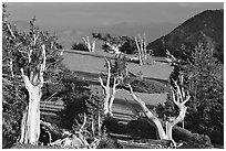 Grove of Bristlecone Pine trees, near Mt Washington late afternoon. Great Basin National Park, Nevada, USA. (black and white)