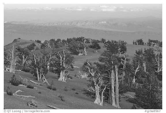 Bristlecone Pine trees grove, sunset. Great Basin National Park (black and white)