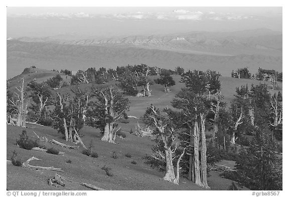 Bristlecone Pine trees grove, sunset. Great Basin National Park, Nevada, USA.