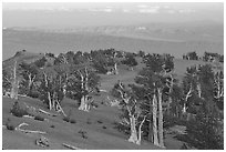 Bristlecone Pine trees grove, sunset. Great Basin National Park, Nevada, USA. (black and white)