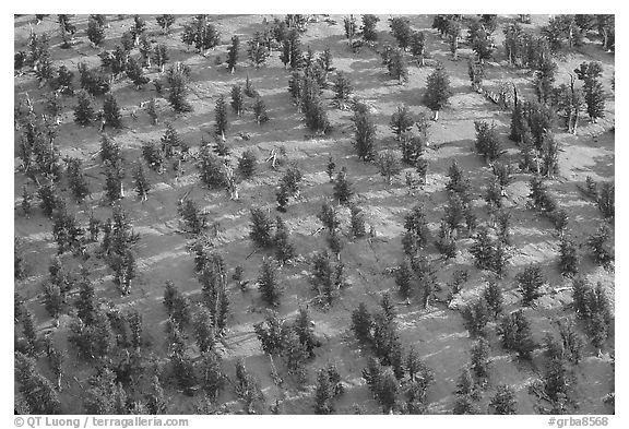 Grove of Bristlecone Pines on hillside near Mt Washington, morning. Great Basin National Park (black and white)