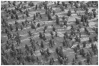 Grove of Bristlecone Pines on hillside near Mt Washington, morning. Great Basin National Park, Nevada, USA. (black and white)