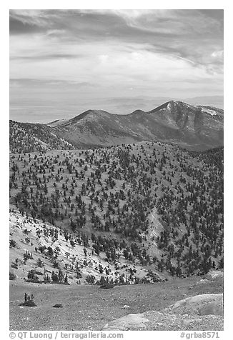 Slopes covered with Bristlecone Pine trees seen from Mt Washington, morning. Great Basin National Park, Nevada, USA.