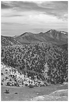Slopes covered with Bristlecone Pine trees seen from Mt Washington, morning. Great Basin National Park, Nevada, USA. (black and white)