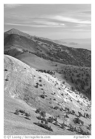 Bristlecone Pine trees and multi-hued peaks, Snake range seen from Mt Washington, morning. Great Basin National Park, Nevada, USA.