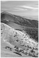 Bristlecone Pine trees and multi-hued peaks, Snake range seen from Mt Washington, morning. Great Basin National Park, Nevada, USA. (black and white)