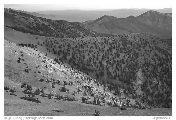 Slopes covered with Bristlecone Pines seen from Mt Washington, dawn. Great Basin National Park (black and white)