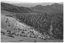 Slopes covered with Bristlecone Pines seen from Mt Washington, dawn. Great Basin National Park, Nevada, USA. (black and white)
