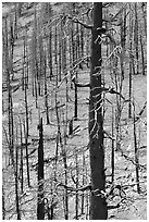 Slopes with burned forest. Great Basin National Park, Nevada, USA. (black and white)