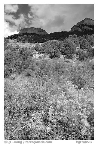 Sage in bloom and Snake Range. Great Basin National Park (black and white)